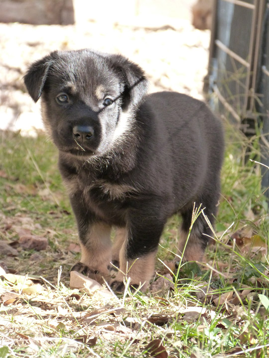 chinook dog